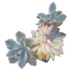 Echeveria Lindsayana Monroe, Variegata