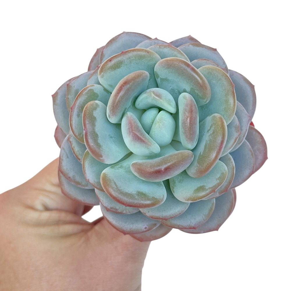 Echeveria Ice Cream, Old Specimen, Nice Form