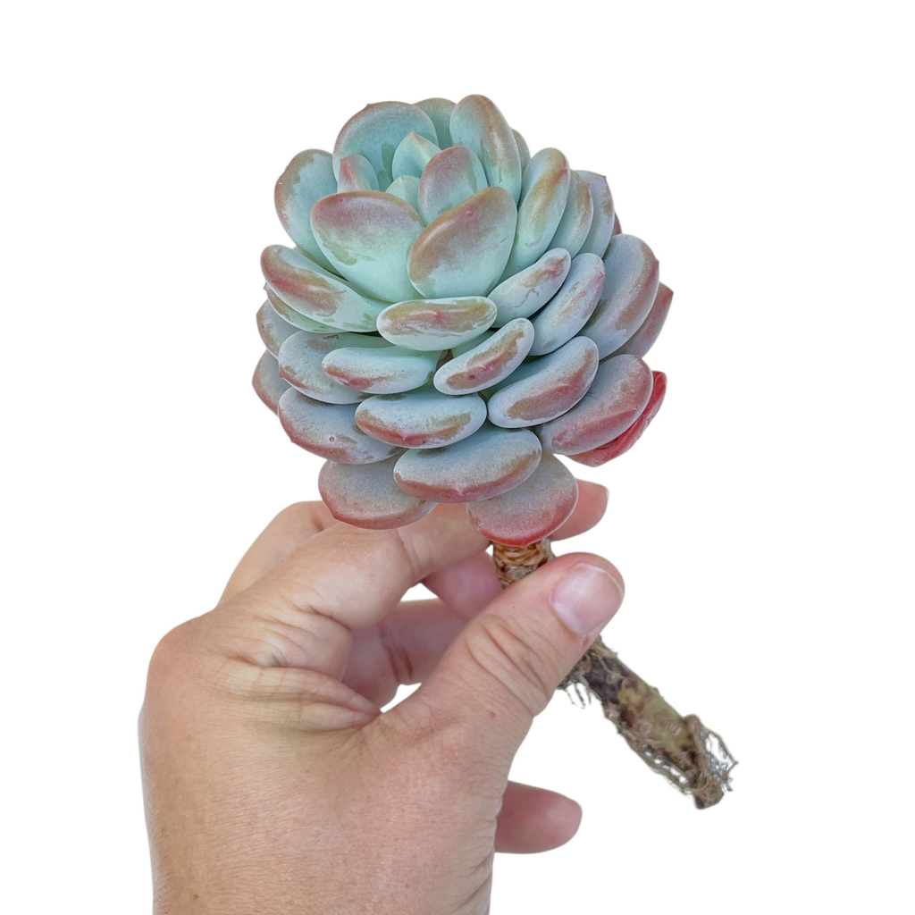 Echeveria Ice Cream, Old Specimen, Nice Form – Cedar Creek Farmhouse