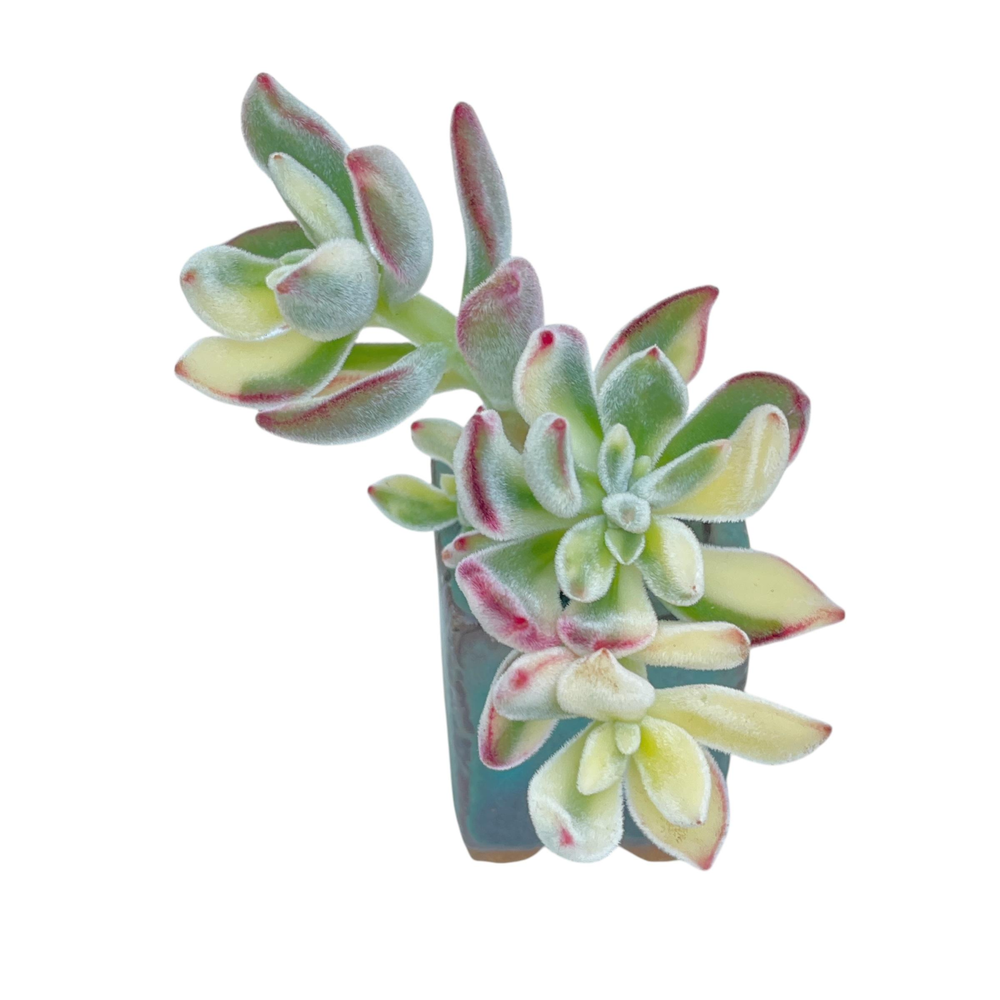 Echeveria Puli-oliver Variegata