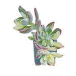 Echeveria Puli-oliver Variegata