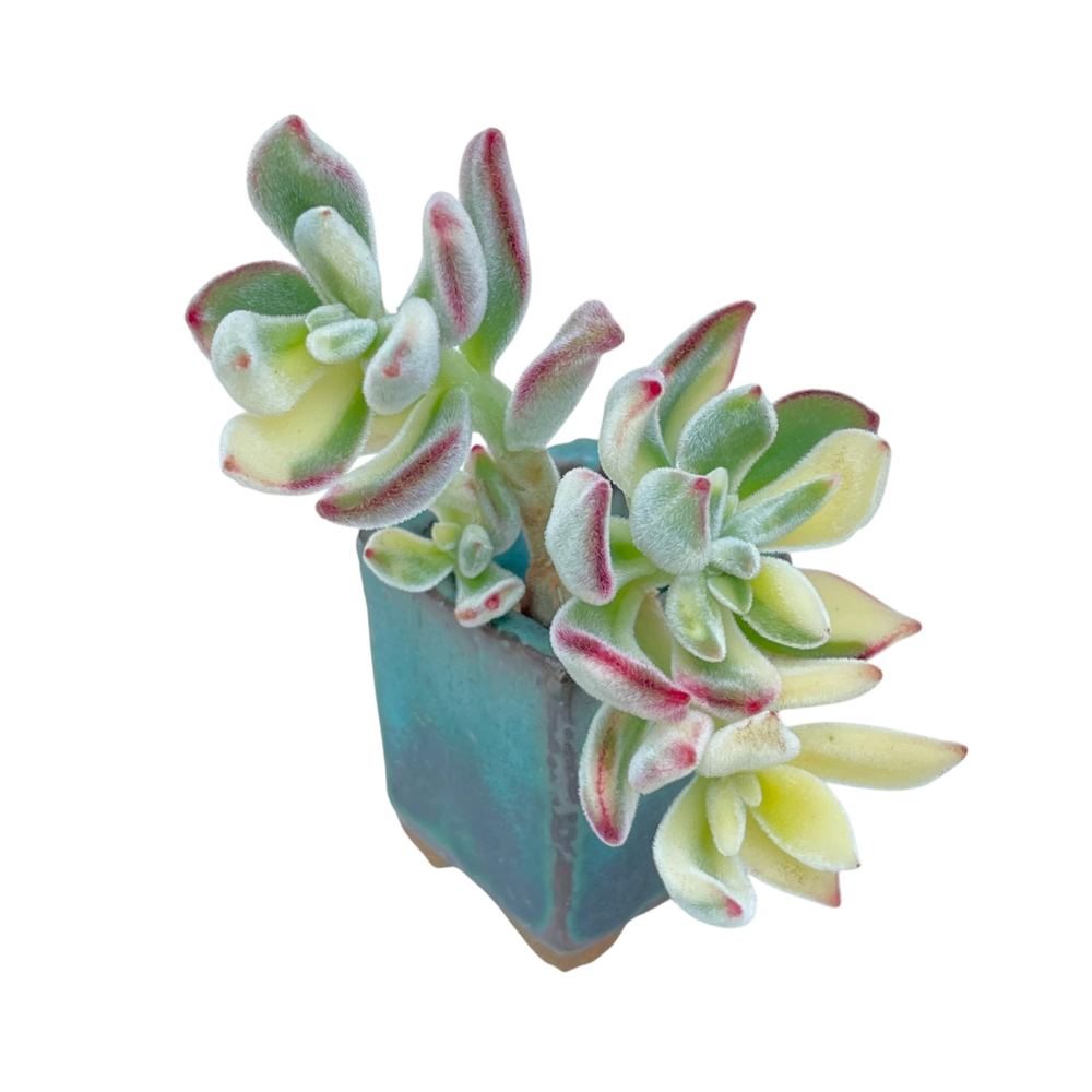 Echeveria Puli-oliver Variegata