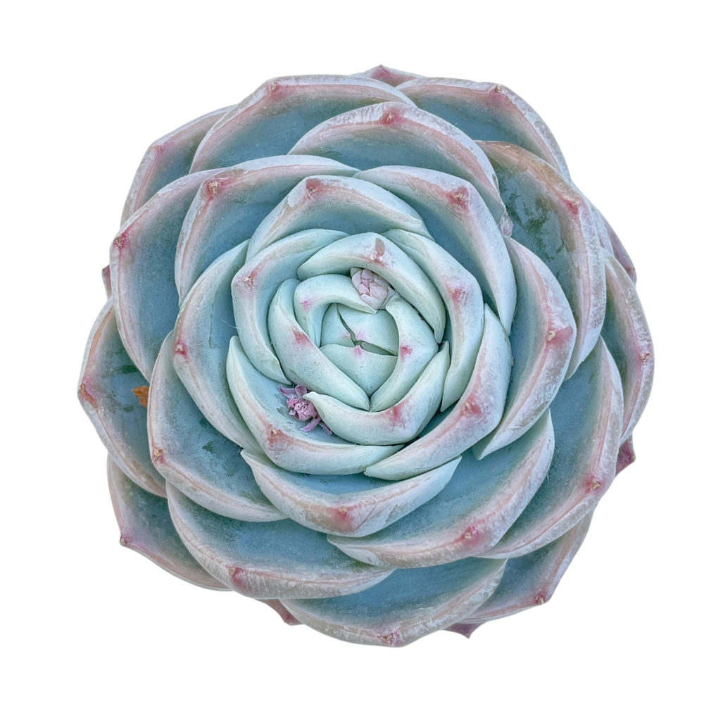 Echeveria Kudohina