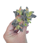Faucaria Tigrinia, Vareigated Cluster