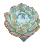 Echeveria Orange Monroe, Large