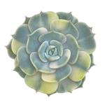 Echeveria Lola, Variegata