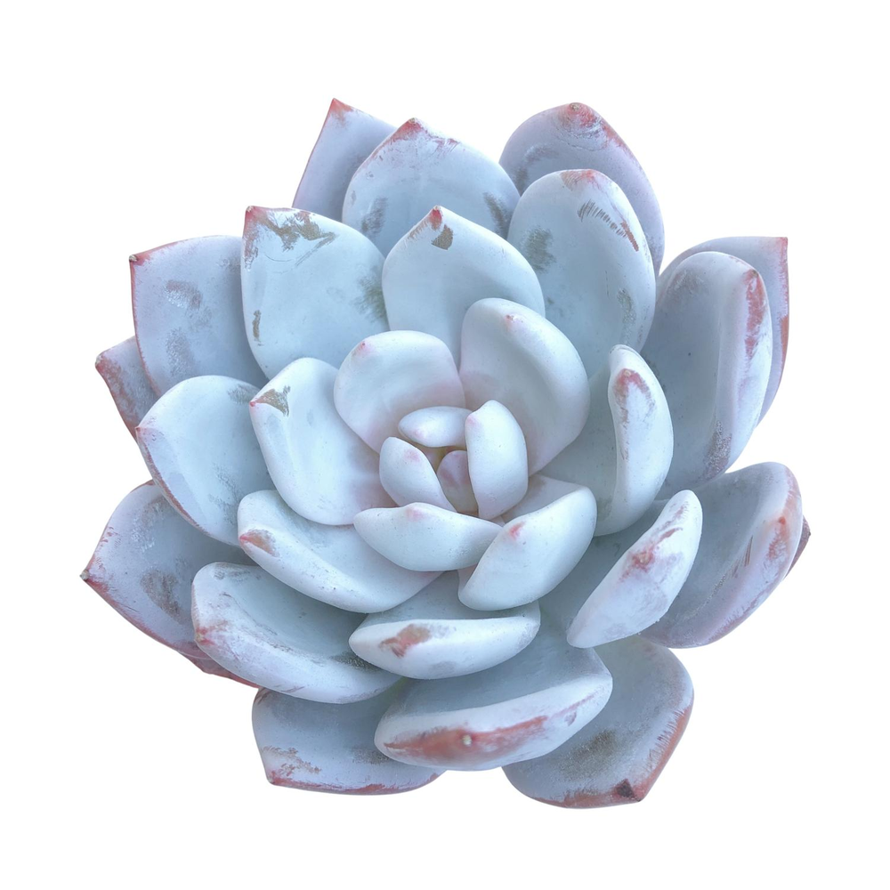 Echeveria Ivory Sp.