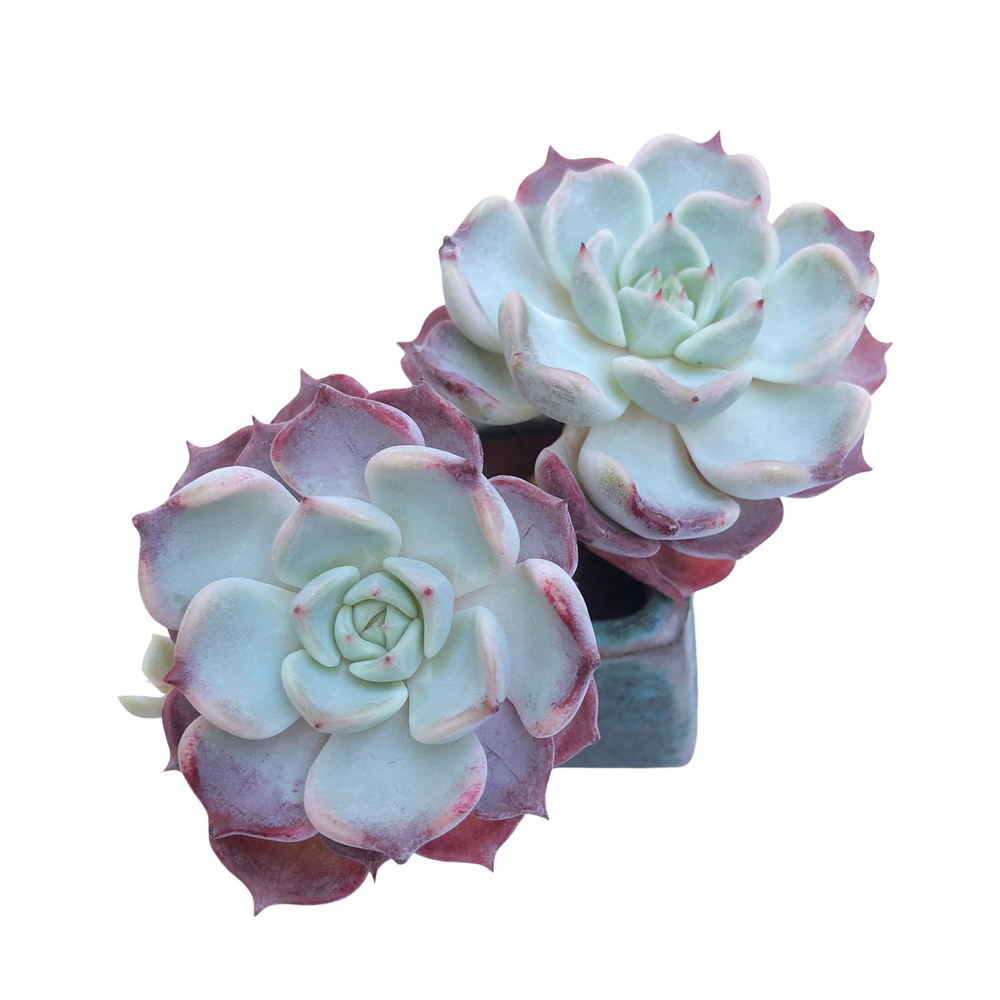 succulent kiss Echeveria Kiss Me