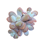 Pachyphytum Sp.