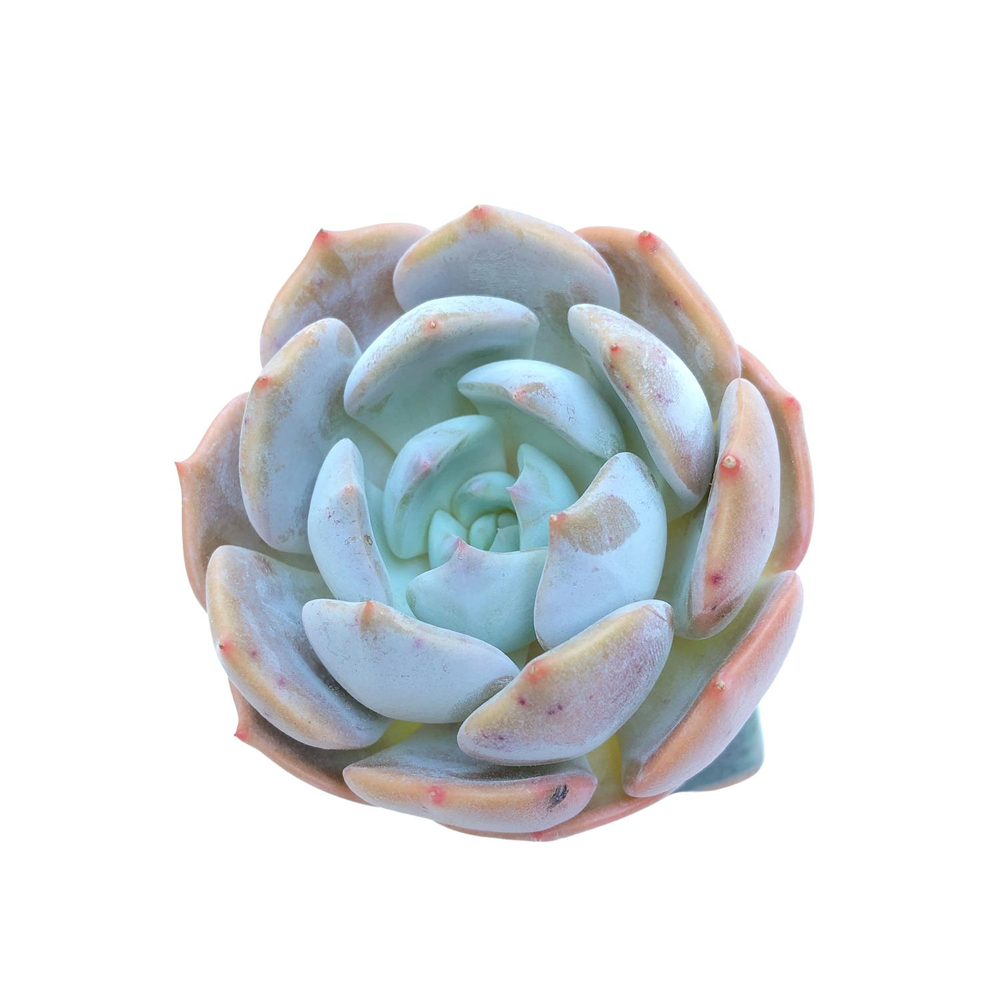 SALE! Echeveria Leeman