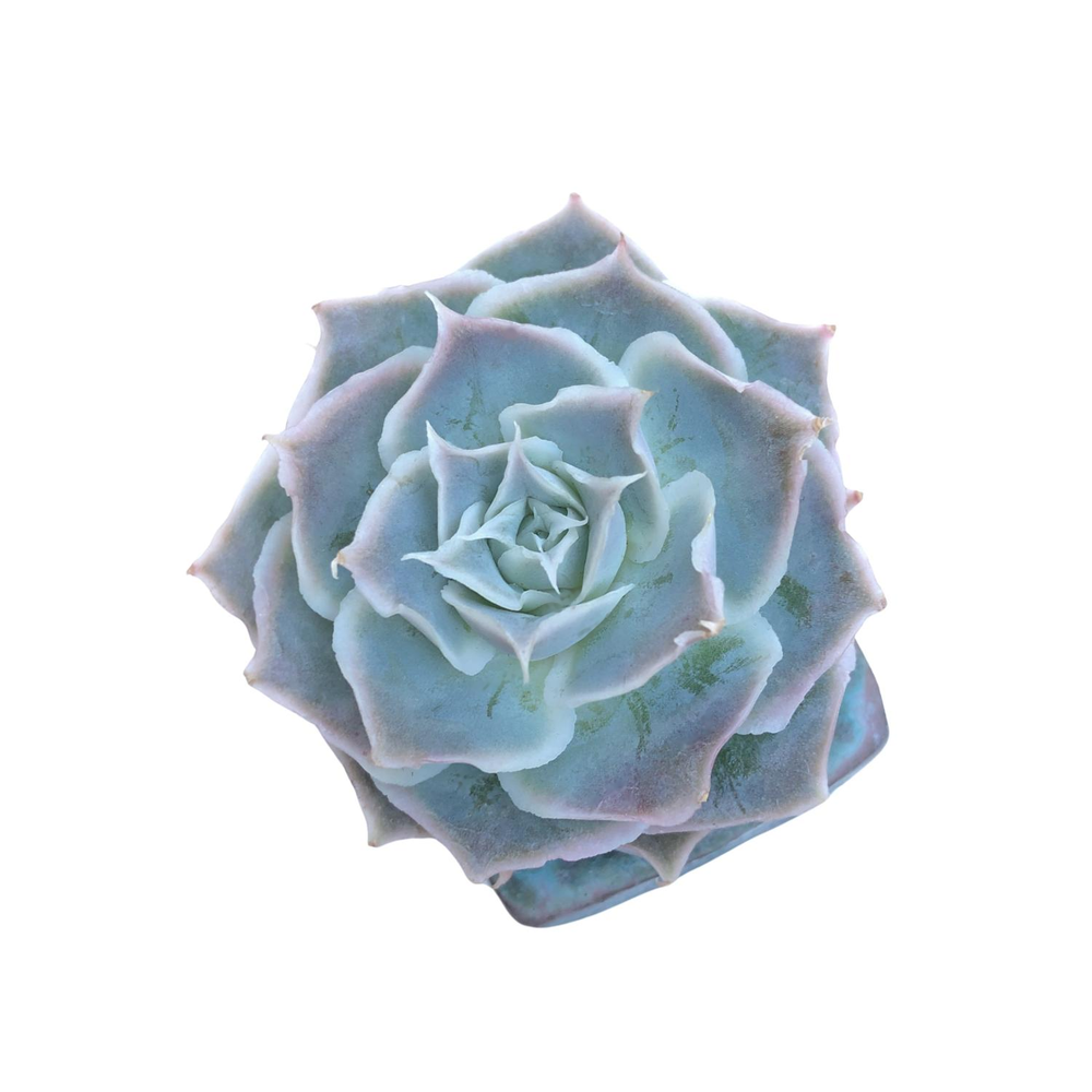 Echeveria Simulans Ascension