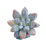 Echeveria Tolimanensis