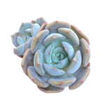 Echeveria Leeman