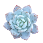 Echeveria Ivory