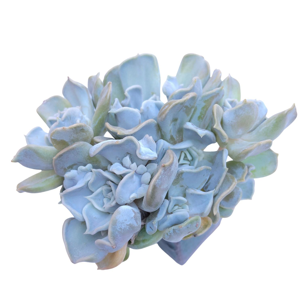 Echeveria Thriller Pearl, Large Cluster