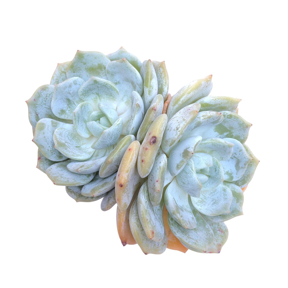 Echeveria Snow Shower, Double