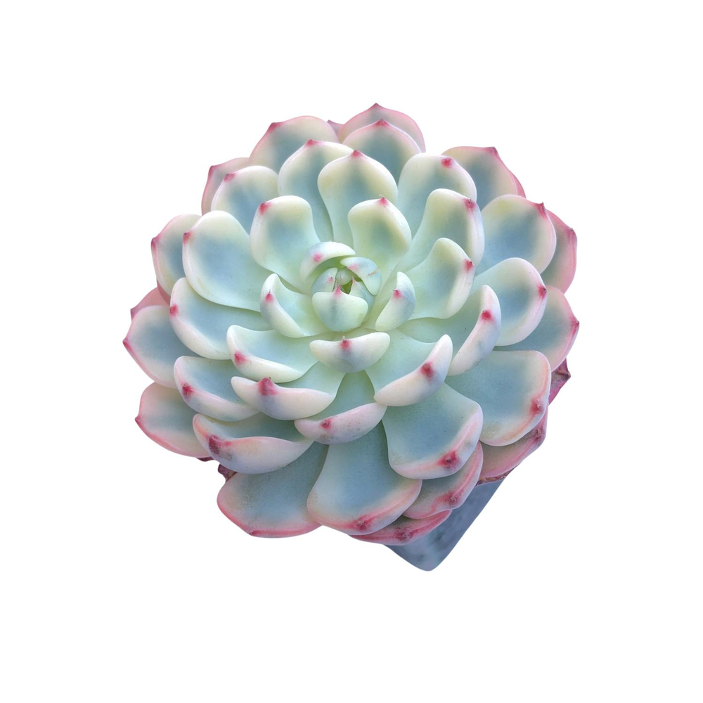 Echeveria Minima, Variegata