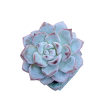 Echeveria Werther