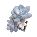 Pachyphytum Oviferum Momobijin, Variegata, Large