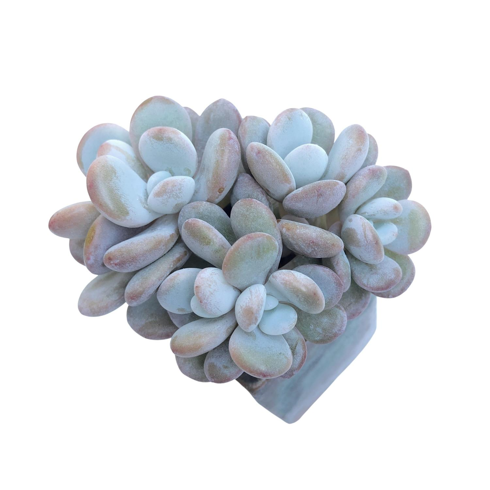 Pachyphytum Lalla Cluster