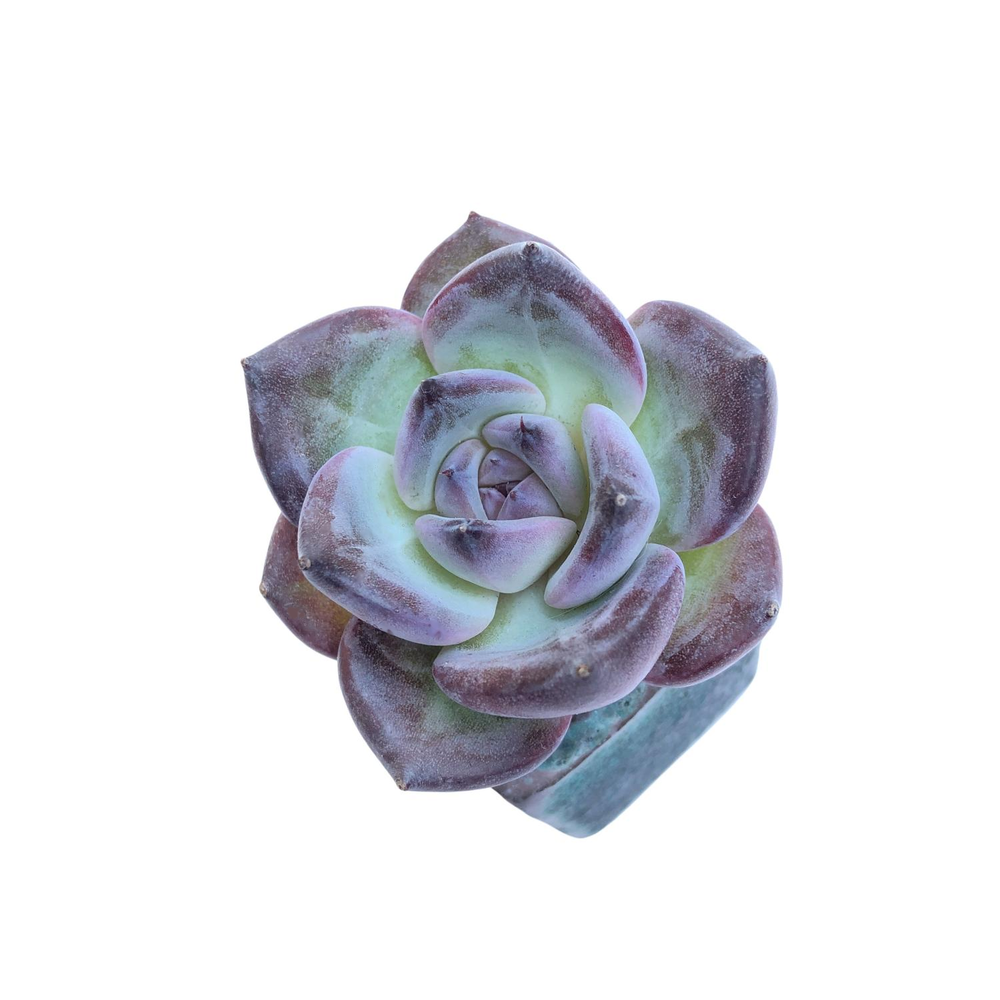 Echeveria Black Sabbath, Small