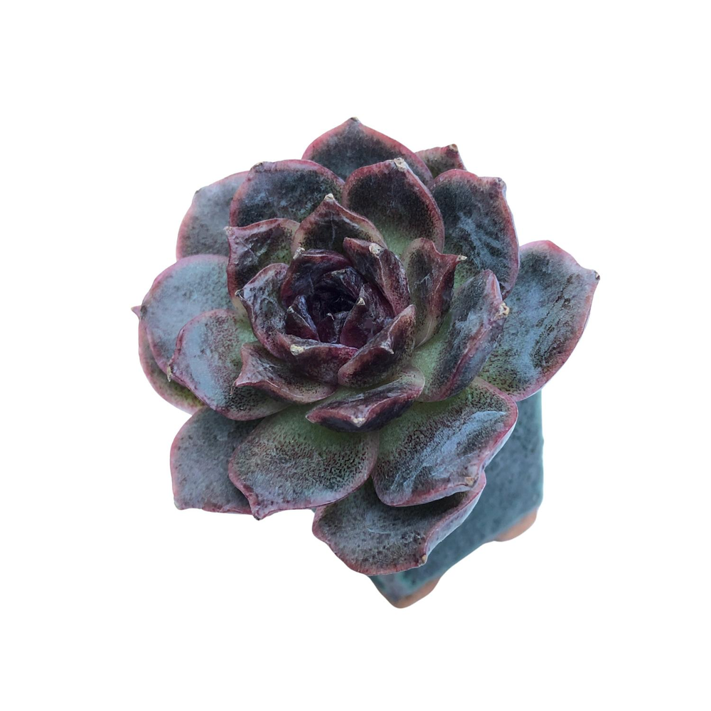 Echeveria Black Coco