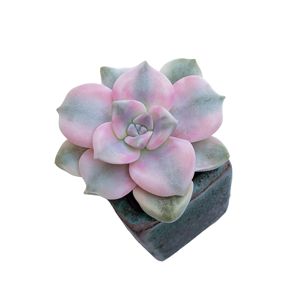 Graptopetalum Purple Delight