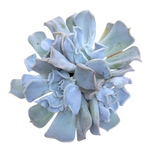 Echeveria Thriller Pearl, Four Heads