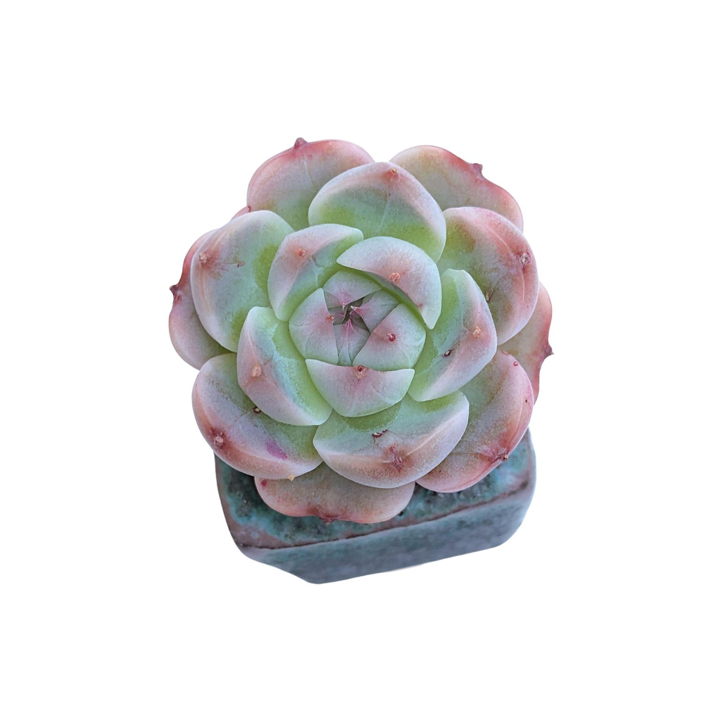 Echeveria Sp.