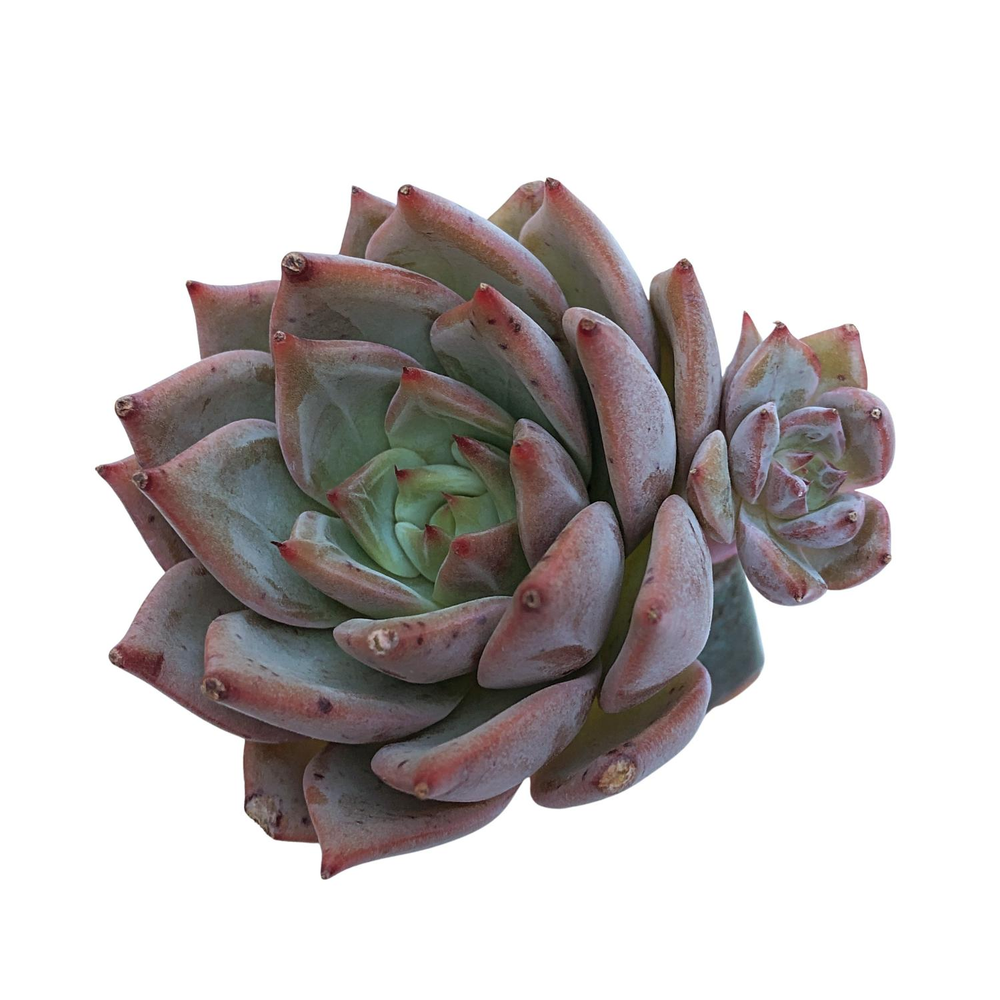 Echeveria Red Dragon