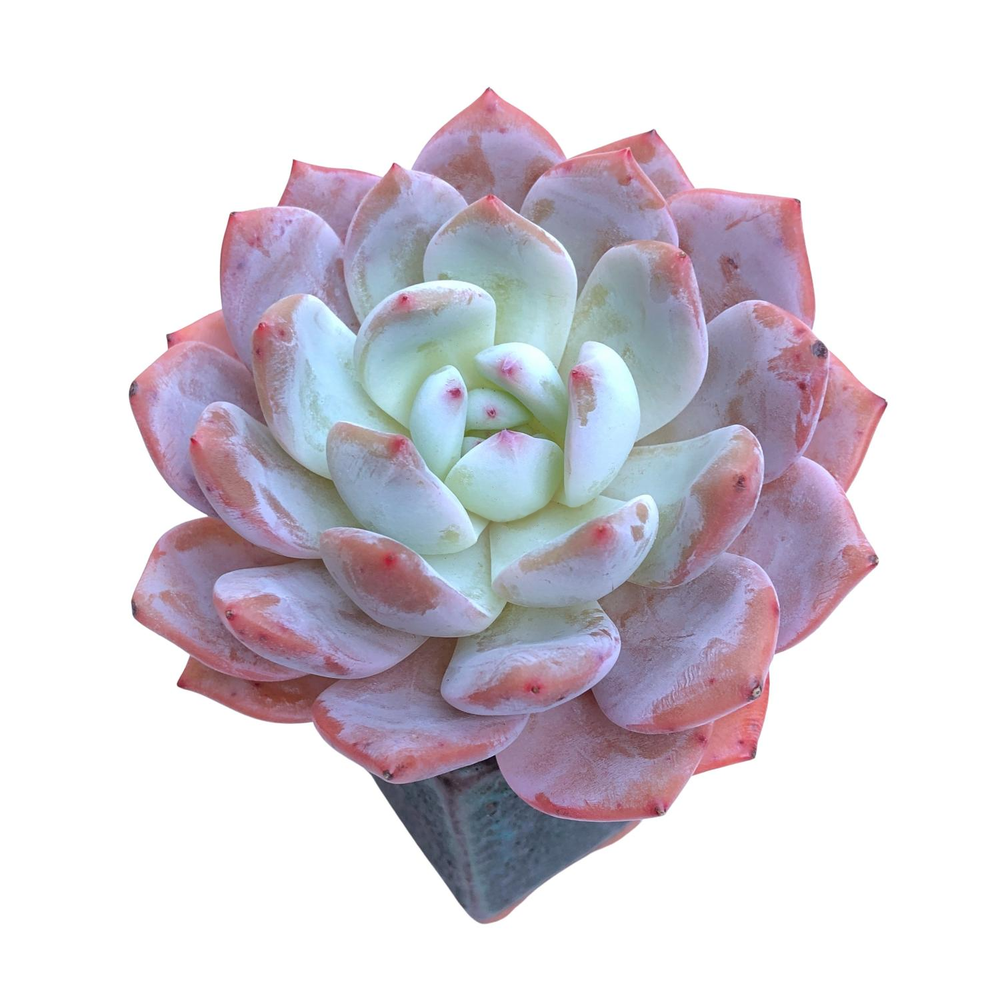 Echeveria Orange Monroe, (Medium)