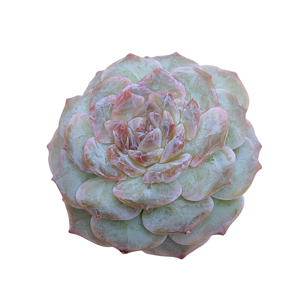 SALE! Echeveria Pure Love