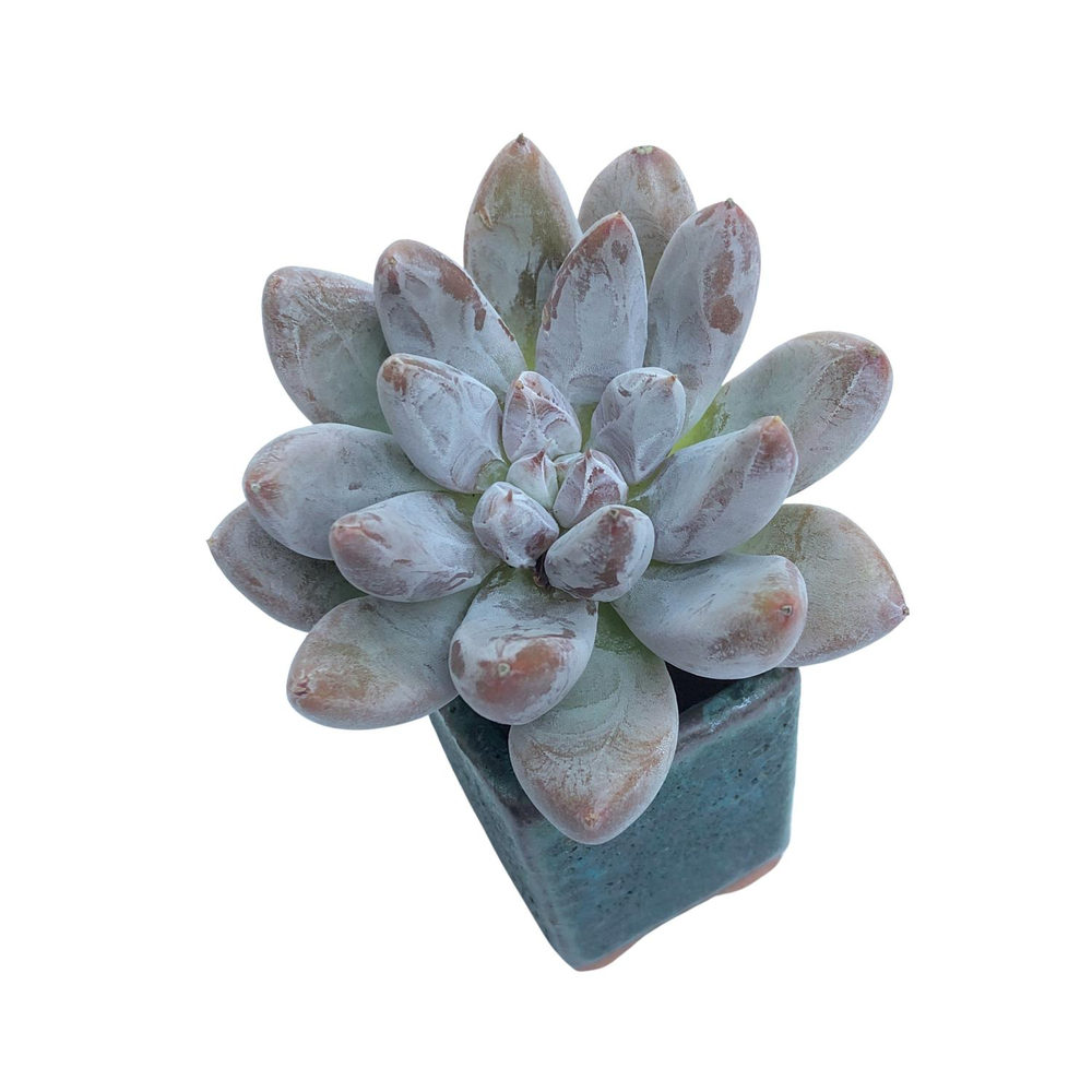 Echeveria Tolimanensis