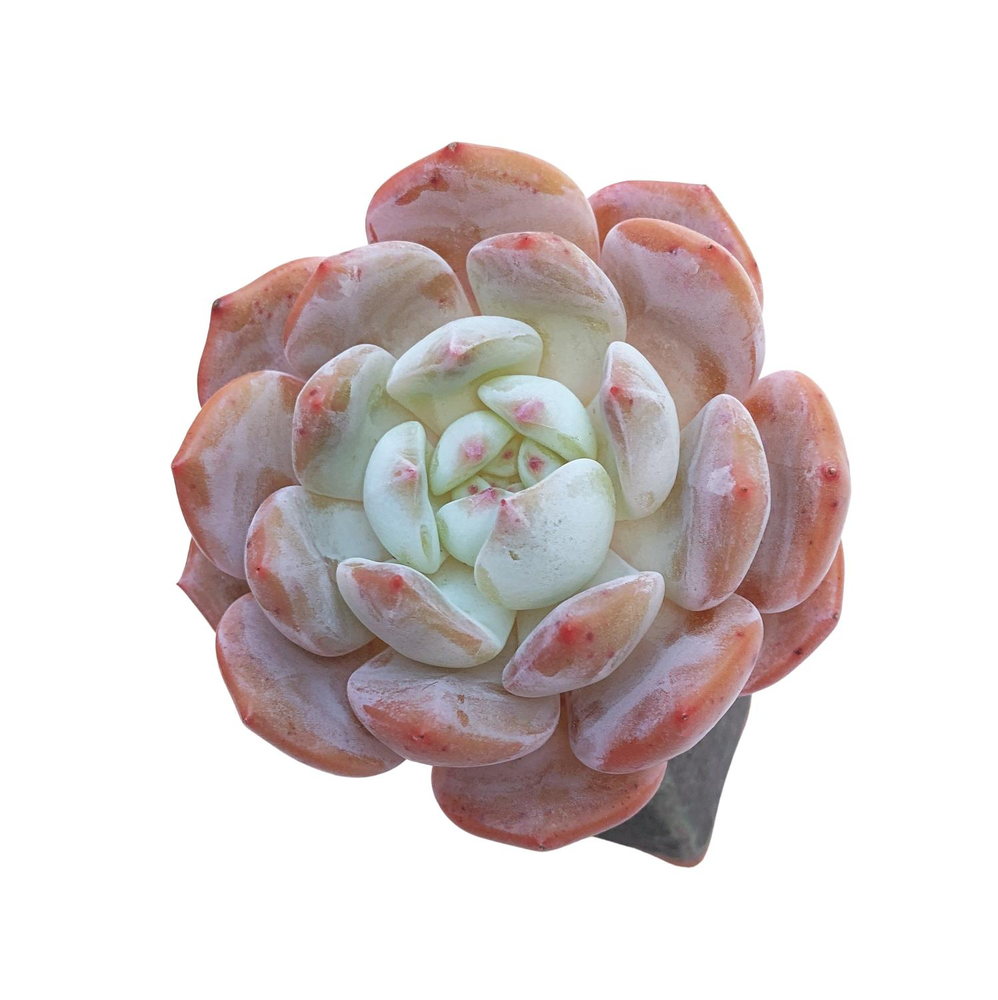 orange monroe succulent Echeveria Orange Monroe, Small – Cedar Creek Farmhouse