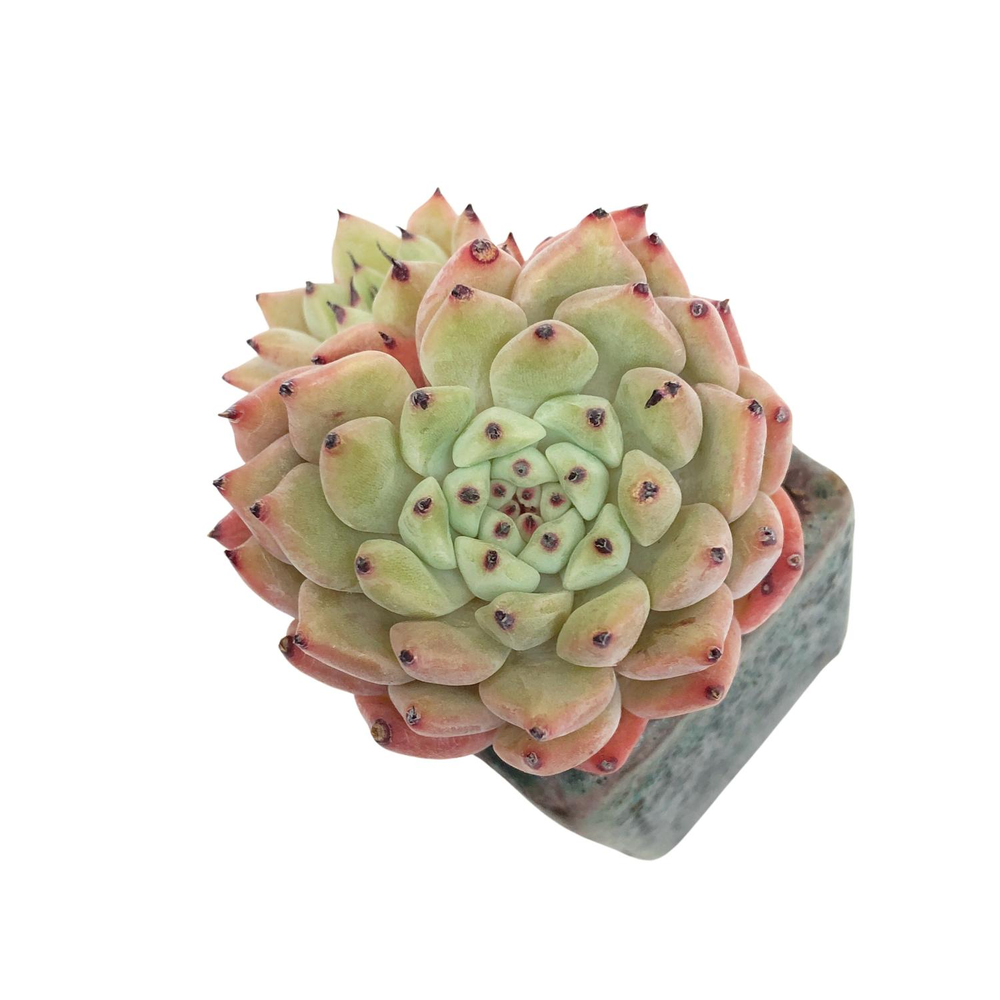 Echeveria Zaragosa, Original Form