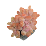 Pachyphytum Cinderella, Small Cluster