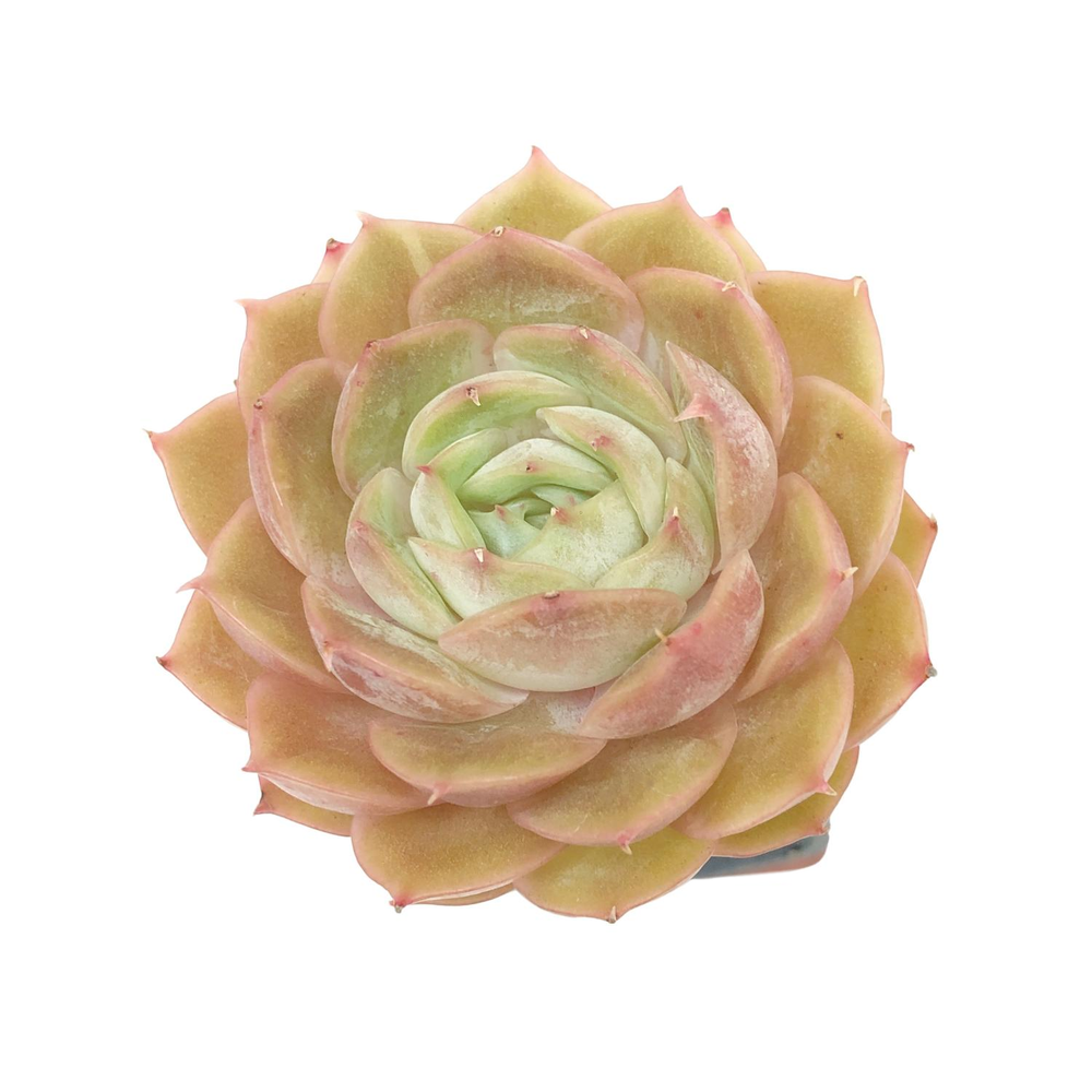 Echeveria Onslow, (Please Read Description)