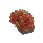 Sedeveria Pink Ruby Small Cluster