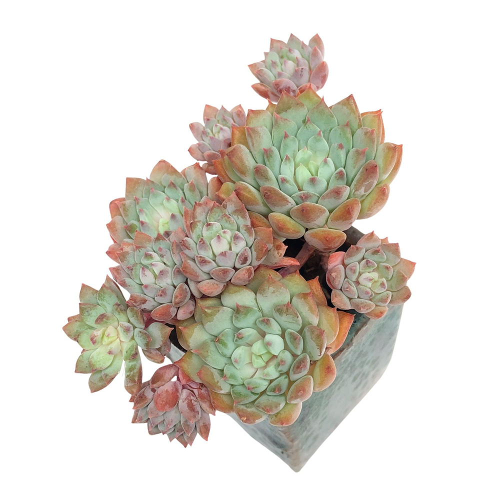 Echeveria Chrissy n Ryan Cluster is