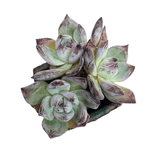 Echeveria Black Sabbath, Triple