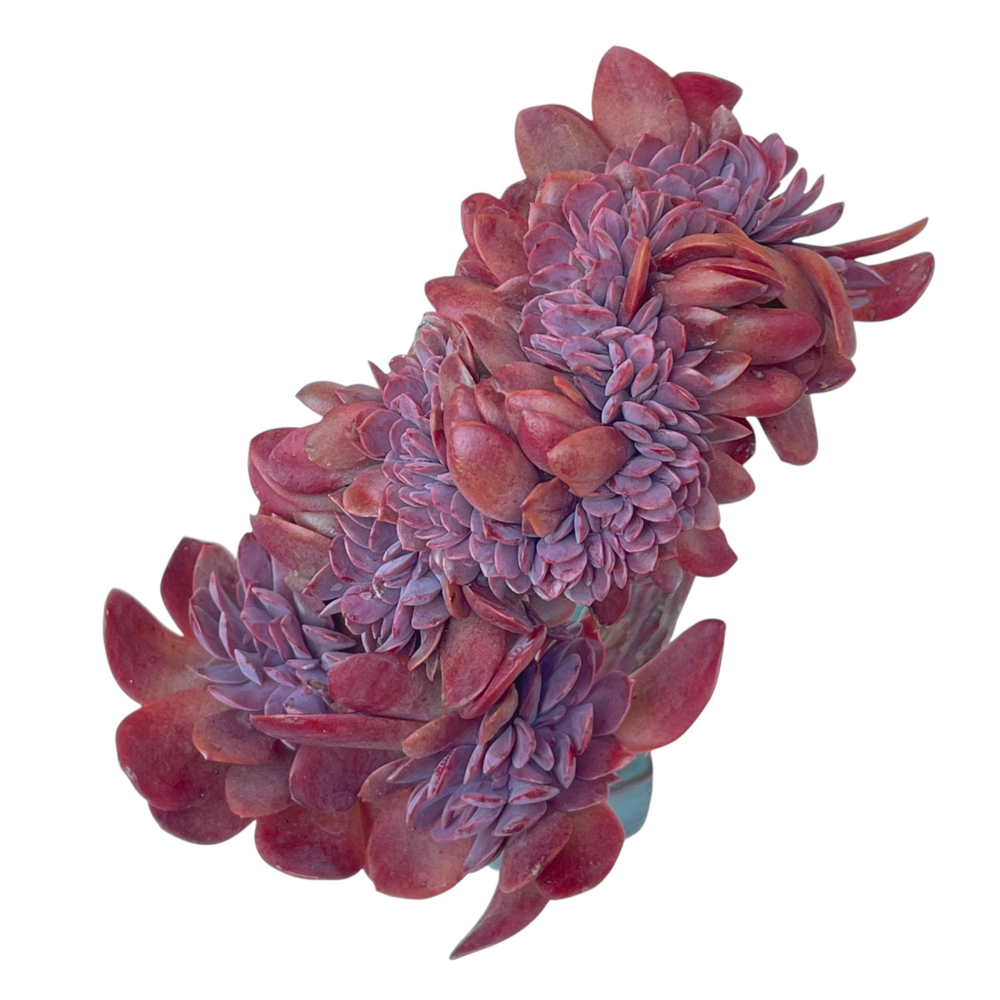 Echeveria Hanaikada Cristata