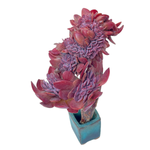 Echeveria Hanaikada Cristata