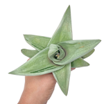Gasteria Ice Green, Large