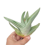 Gasteria Ice Green, Large
