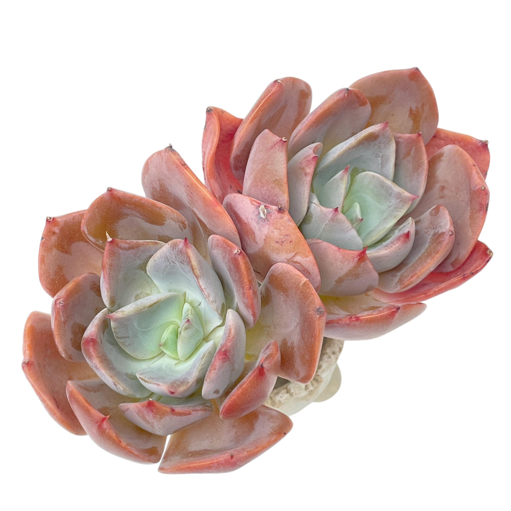 Echeveria Purple Tint, Double