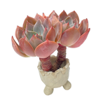 Echeveria Purple Tint, Double