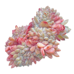 Echeveria Orange Monroe Cristata