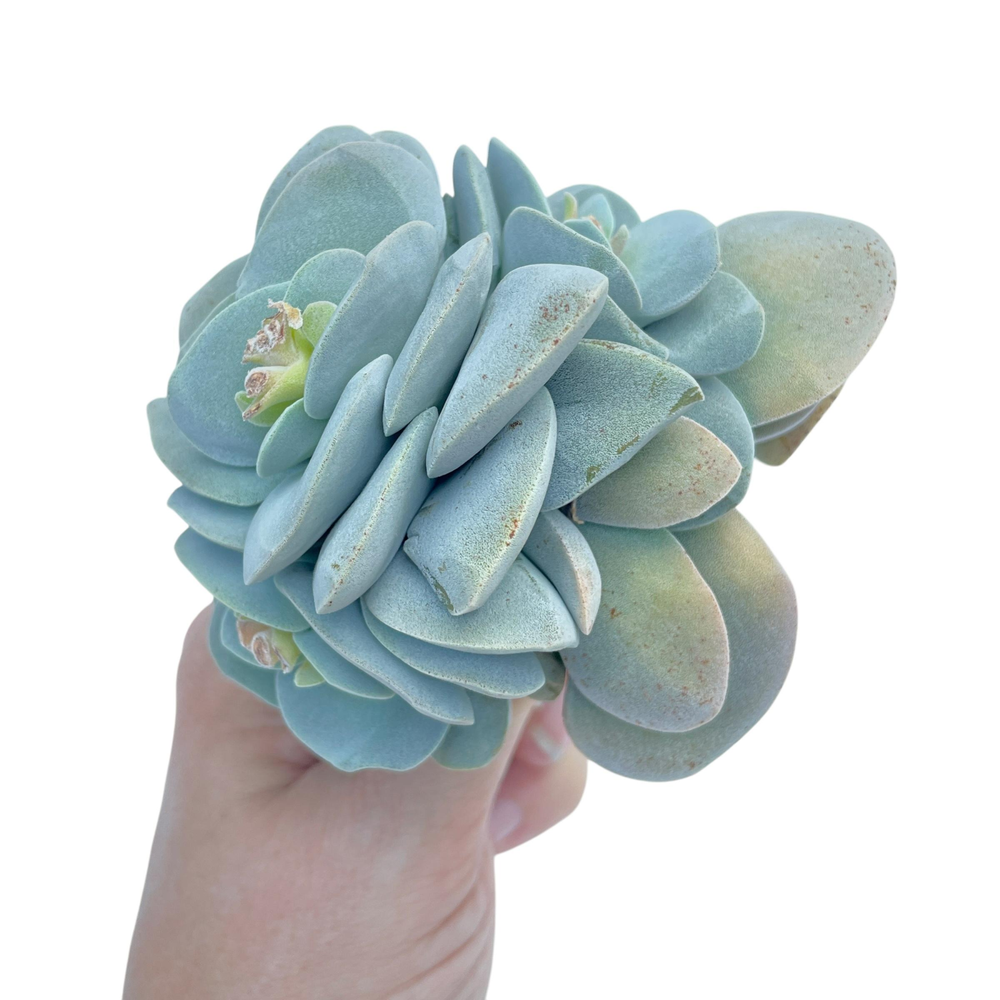 Crassula Morgan's Beauty, Mature, Large Cluster