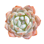 Echeveria Orange Monroe