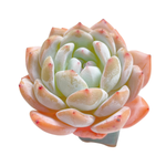 Echeveria Orange Monroe